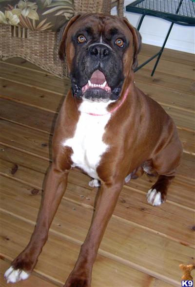Stud Dogs - Boxer