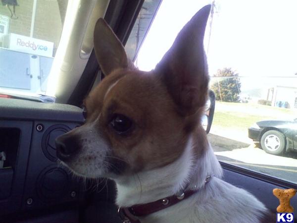 Stud Dogs - Chihuahua