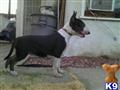 Bull Terrier