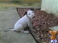 Bull Terrier