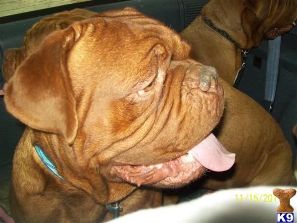 Stud Dogs - Dogue De Bordeaux