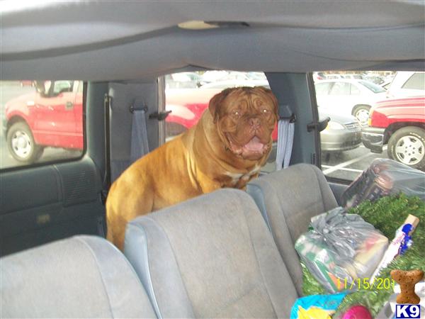 Stud Dogs - Dogue De Bordeaux