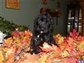 Giant Schnauzer