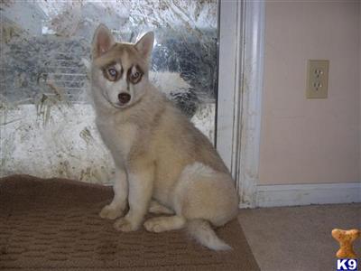 Dogs for Sale in MO