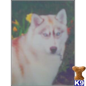 Dogs for Sale in MO