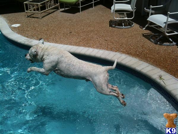 Stud Dogs in FL
