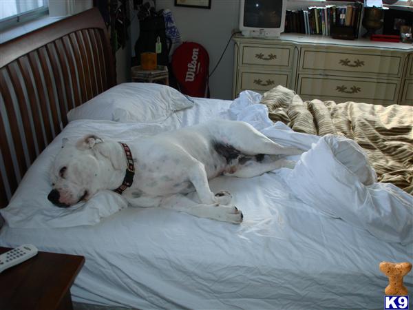 Stud Dogs - American Bulldog