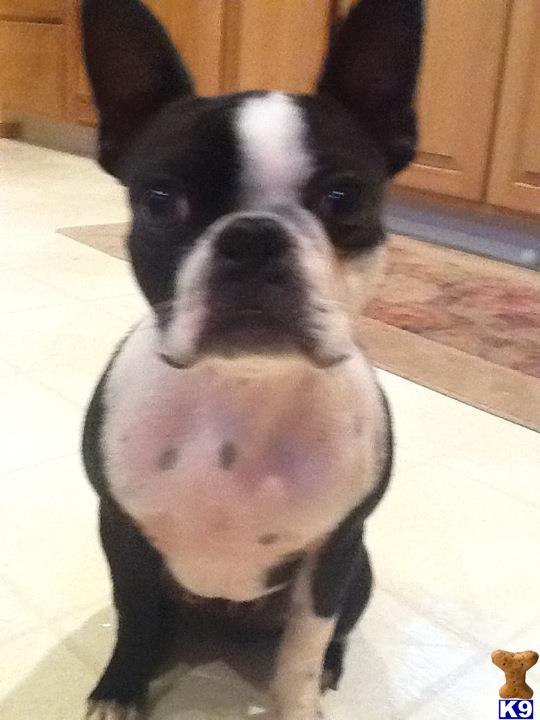 Stud Dogs - Boston Terrier