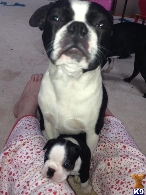 Stud Dogs - Boston Terrier