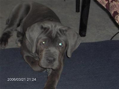 Stud Dogs - Cane Corso