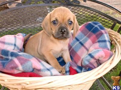 Pug Puppies for Sale