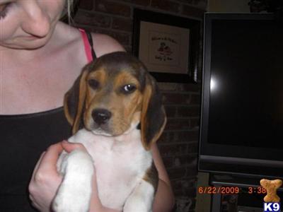 Beagle Puppies for Sale