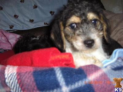 Beagle Puppies for Sale