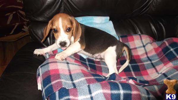 Beagle Puppies