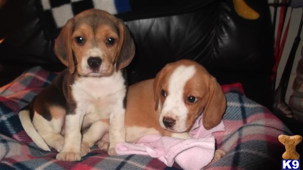 Puppies in Fresno