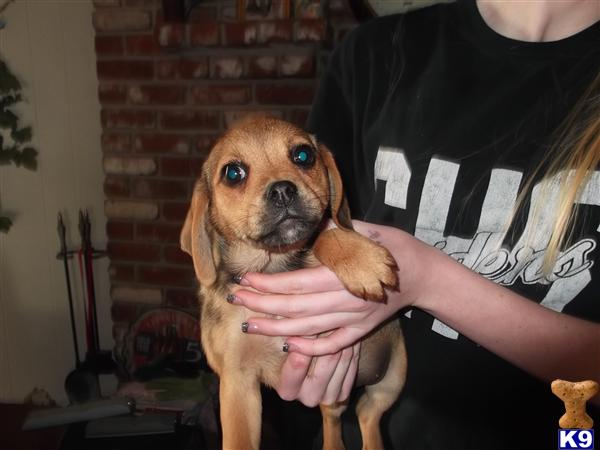 Mixed Breed Puppies in CA