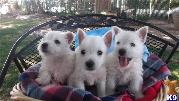 Puppies in Fresno