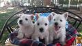 West Highland White Terrier