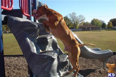 Stud Dogs in OK