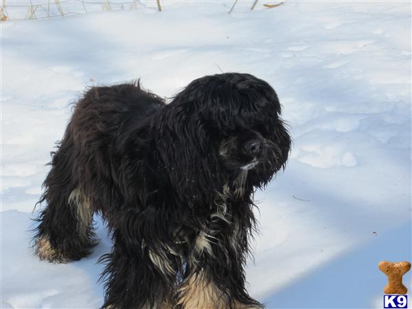 Stud Dogs - American Cocker Spaniel