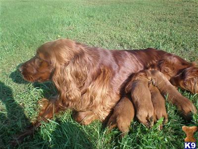 Irish Setter Puppies