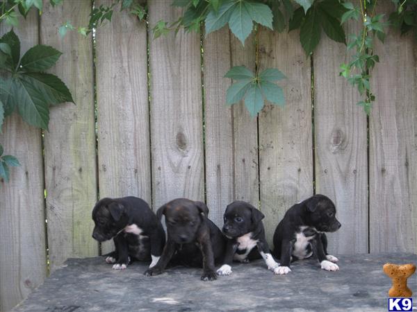 Staffordshire Bull Terrier Puppies