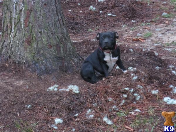 Staffordshire Bull Terrier Puppies