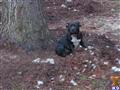 Staffordshire Bull Terrier