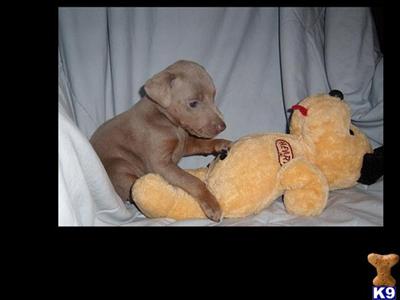 Puppies for Sale