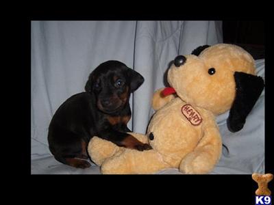 Puppies for Sale
