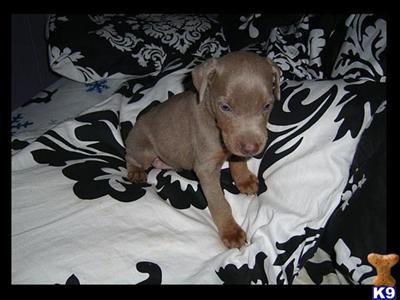 Puppies for Sale