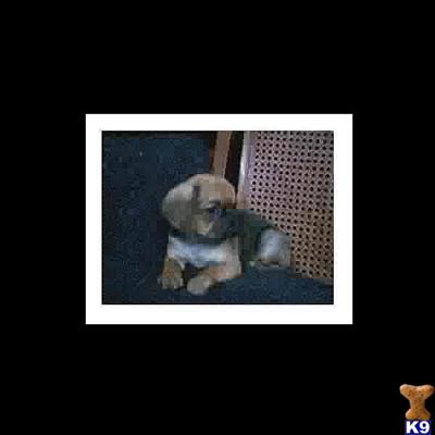 Pug Puppies for Sale