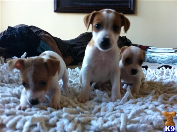 Jack Russell Terrier Puppies