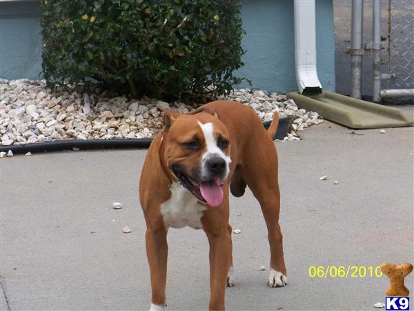 Stud Dogs in NJ