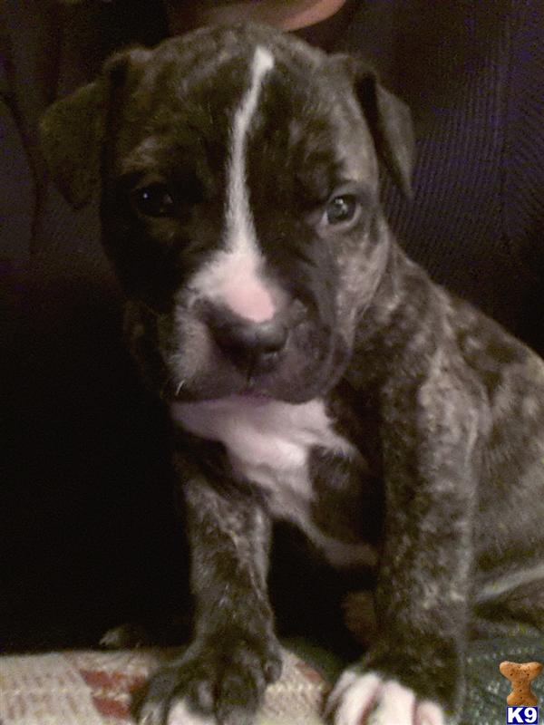 pitbull puppies for sale in wi document moved pitbull puppies for sale in wi document moved
