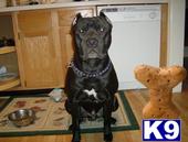 Stud Dogs - American Pit Bull