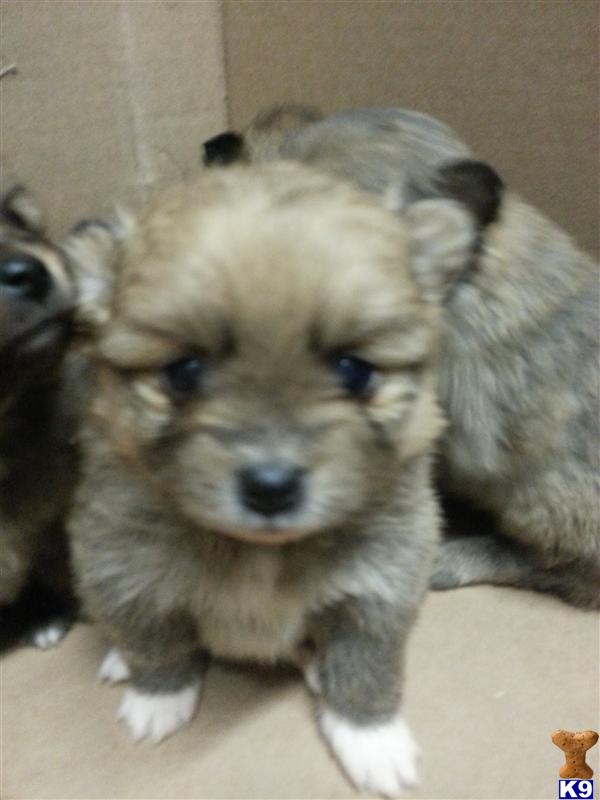 Puppies in MA