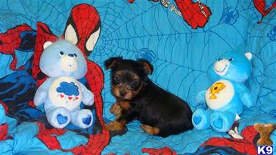 Yorkshire Terrier Puppies in TX