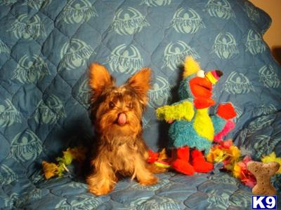 Yorkshire Terrier Puppies in TX