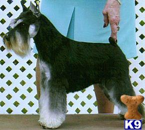 Miniature Schnauzer Puppies