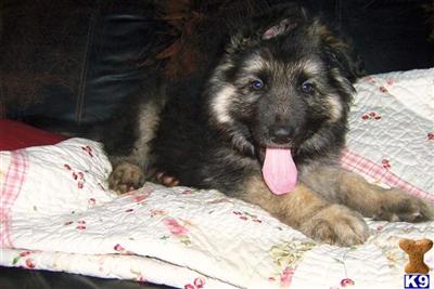 German Shepherd Puppies in TX