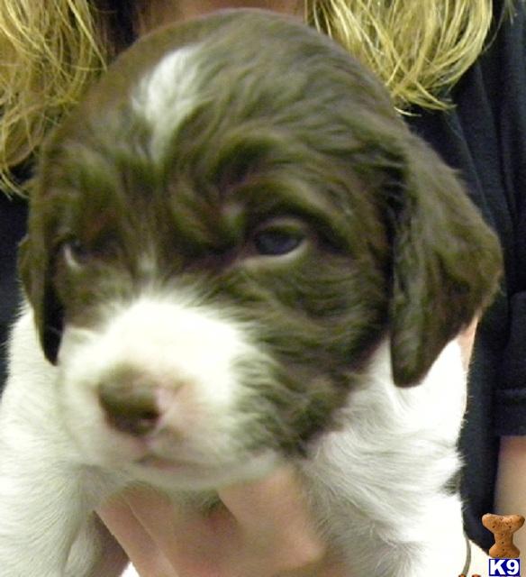 Puppies in Fort dodge