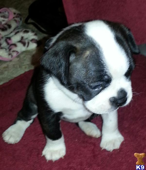boston terrier puppies missouri blue boston terrier puppy for sale in fremont missouri breeds picture boston terrier puppies missouri blue boston terrier puppy for sale in fremont missouri breeds picture