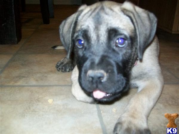 Bullmastiff Puppies