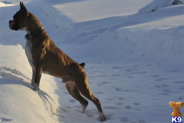 Dogs - Boxer