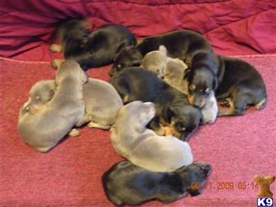 Doberman Pinscher Puppies for Sale