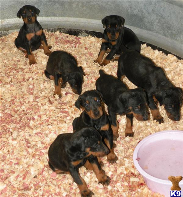 Puppies in KY