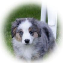 Puppies for Sale