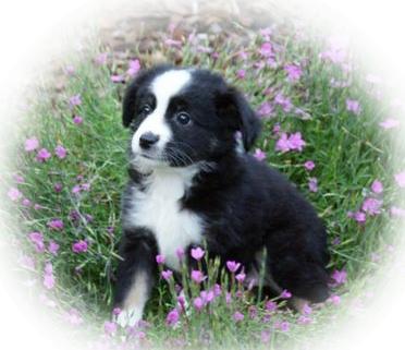 Puppies for Sale