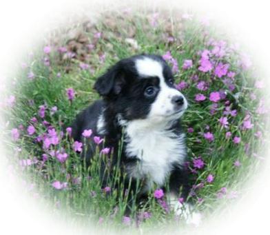 Puppies for Sale